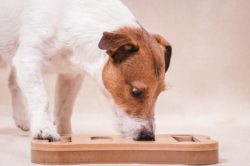A small brown and white dog is engaged in a puzzle game, one of many fun pet activity ideas. The dog is sniffing and using its paw to interact with the wooden puzzle board, which has several holes and compartments. The background is neutral, keeping the focus on the dog and the activity.