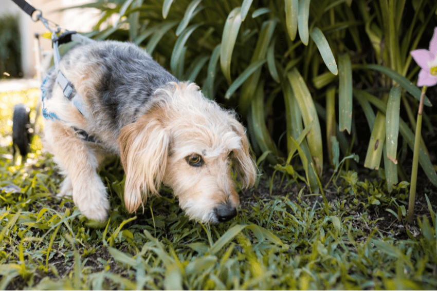 A small dog with light brown and white fur, equipped with a wheelchair, sniffs the grass near some tall green plants. The dog is harnessed into the wheelchair, which supports its hind legs. This scene of a sunny day outdoors perfectly captures one of many fun pet activity ideas.