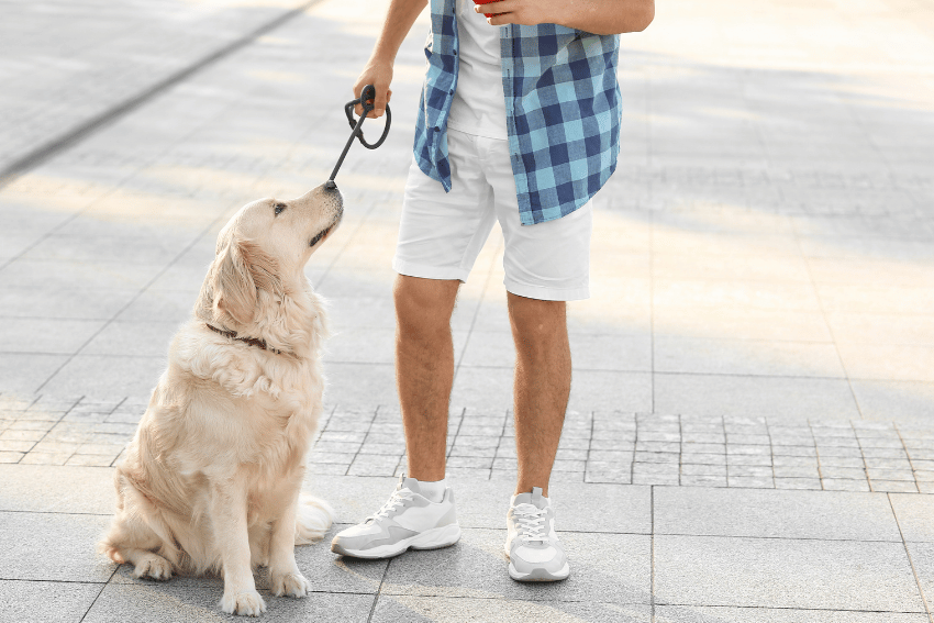 A person wearing a blue checkered shirt, white shorts, and white sneakers is standing outdoors and holding the leash of a golden retriever sitting beside them. The dog looks up at the person as they discuss job opportunities for Melbourne Uni students on a paved walkway.
