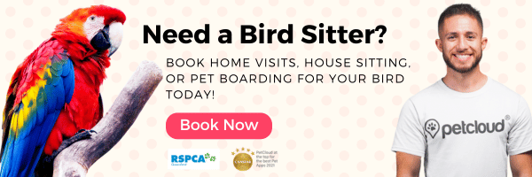 A colorful parrot on a branch is on the left, with text that reads, "Need a bird sitter near me? Book home visits, house sitting, or pet boarding for your feathered friend today!" A person in a "petcloud" shirt is on the right. "Book Now" button below.