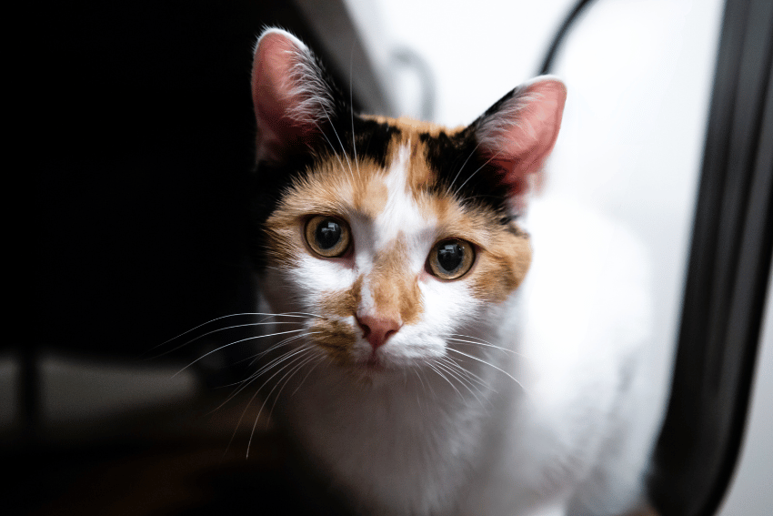 A close-up photo of a calico cat with a white, orange, and black coat. The right cat for those seeking an attentive pet choice, it has large eyes and stands under a table, partially in shadow, looking directly at the camera. The background is blurred.