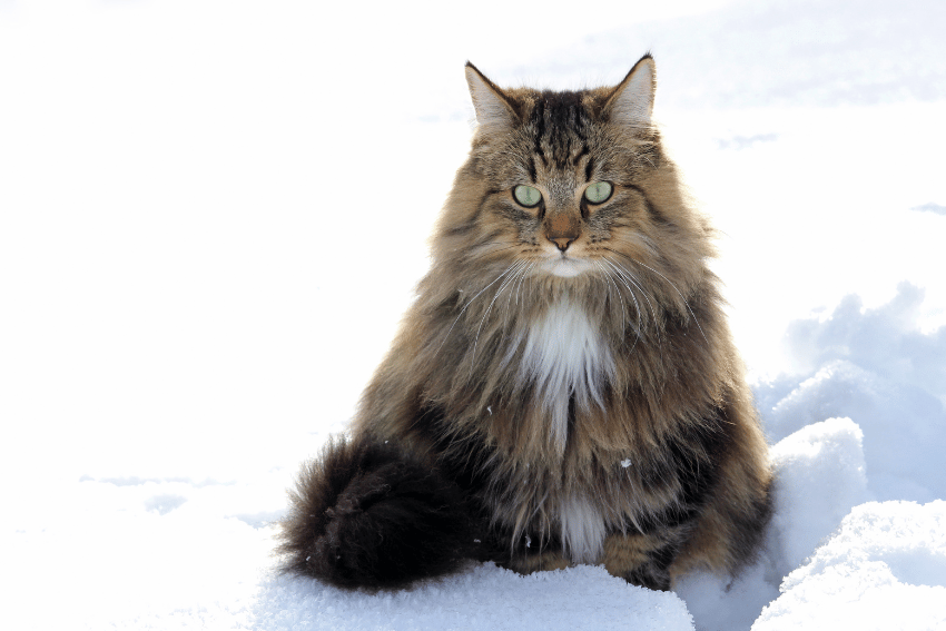 A fluffy, long-haired Norwegian Forest Cat with brown, black, and white fur sits upright in the snow, staring directly at the camera. The background is a blurred, snowy landscape, giving a sense of a cold winter day. Could this majestic feline be the right breed for you?