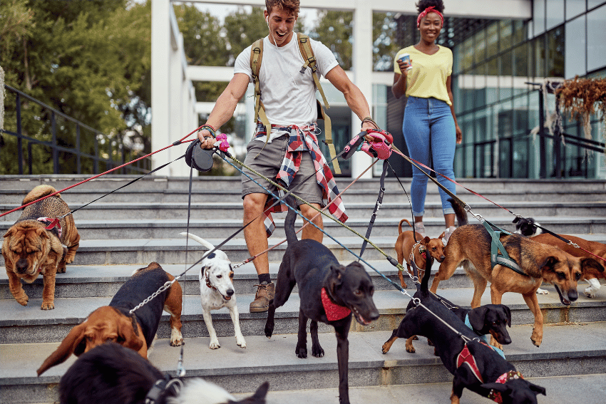 A man is struggling to walk a large group of dogs of various breeds down a set of steps, clearly ignoring dog walking guidelines. A woman behind him observes with a smile, coffee cup in hand. Trees and a modern building serve as the backdrop.