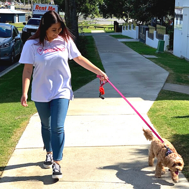 A woman wearing a white t-shirt and blue jeans walks along a sidewalk while holding a pink leash attached to her small, fluffy cavoodle. The sun is shining, and she is smiling and looking down at the dog as they walk, showcasing the joy of caring for your cavoodle. A "Rent Me" sign is visible in the background.