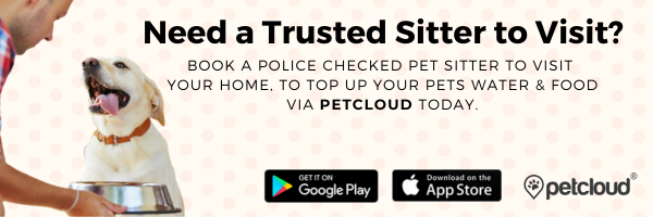 A person in a pink shirt provides food to a smiling yellow labrador retriever while highlighting the importance of recognizing dogs' dehydration symptoms. Text offers pet sitting services through an app, available on Google Play and the App Store. PetCloud logo is shown.