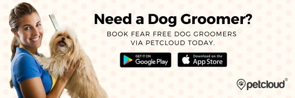 A woman in a blue shirt smiles while holding a small dog. The banner reads "Need a Dog Groomer? Book Fear Free Dog Groomers via PetCloud Today." It includes Google Play and App Store download buttons, with the PetCloud logo, assuring safe grooming to prevent issues like dog's head lice from bothering humans.