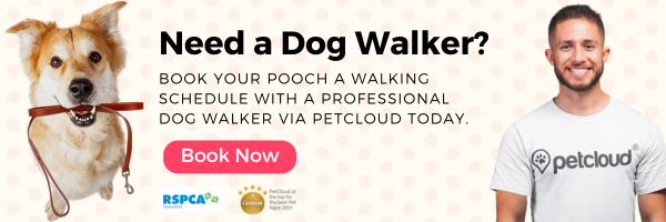 A smiling dog holds a leash in its mouth next to a man wearing a PetCloud shirt. Text reads: "Need a great pet walker? Book your pooch a walking schedule with a professional through PetCloud today." A "Book Now" button is below. Logos are present.