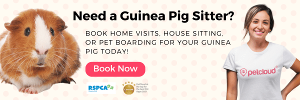 A guinea pig cozies up to a smiling person in a "petcloud" shirt. The text reads, "Need a Guinea Pig Sitter? Book home visits, house sitting, or pet boarding to care for small mammals like your guinea pig today!" A "Book Now" button is featured alongside RSPCA and award logos.