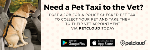 A dog sits in a car seat, buckled with a seatbelt. Text reads: "Got concerns about dogs' cysts? Need a Pet Taxi to the Vet? Post a job for a police-checked pet taxi via PetCloud today." Includes Google Play and App Store icons, and the PetCloud logo.