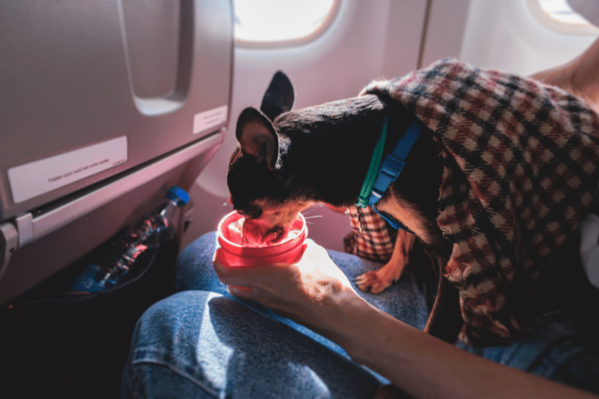 dog vomiting on a plane