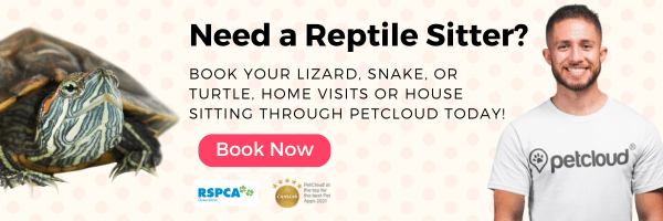 Banner image with a turtle on the left and a smiling person in a Petcloud t-shirt on the right. Text reads, "Need a Reptile Sitter? Reptile care for beginners made easy—book your lizard, snake, or turtle today." A "Book Now" button is centered below the text.