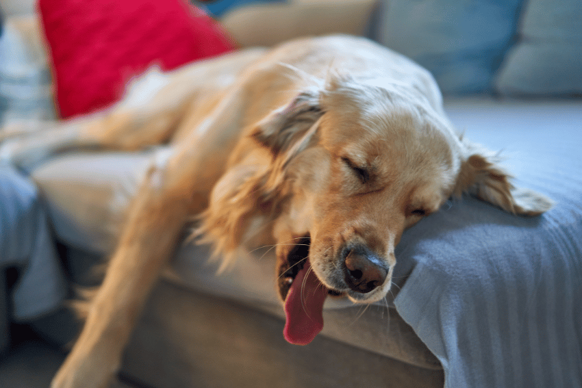 A golden retriever is sleeping on a sofa, its head resting on the armrest. The dog's mouth is open, and its tongue is sticking out slightly. One might wonder if dogs can get drunk in this peaceful setting. A red pillow adds a splash of color to the cozy scene.