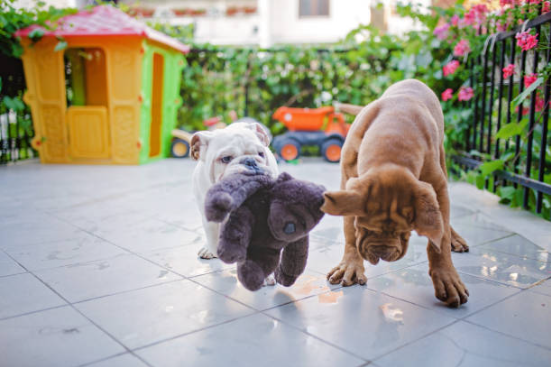 Two puppies frolic on a patio. A white bulldog puppy holds a stuffed toy, as the brown one playfully approaches. With a toy house and greenery in the background, it's like their own little doggy daycare adventure.