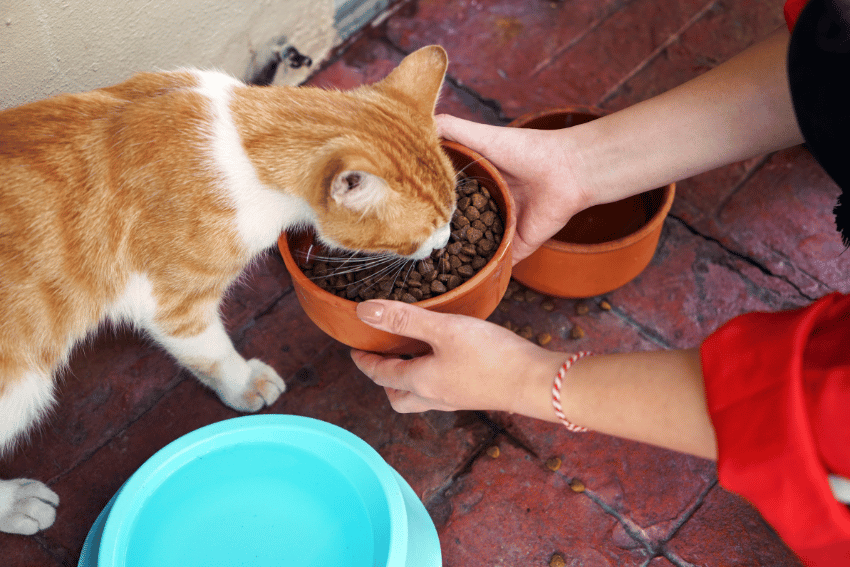 A person in a red jacket holds a bowl of cat food for an orange and white cat eating from it. Nearby, a blue water bowl sits on the red brick floor, reminiscent of settings in doggy daycare centers where every pet's needs are catered to.