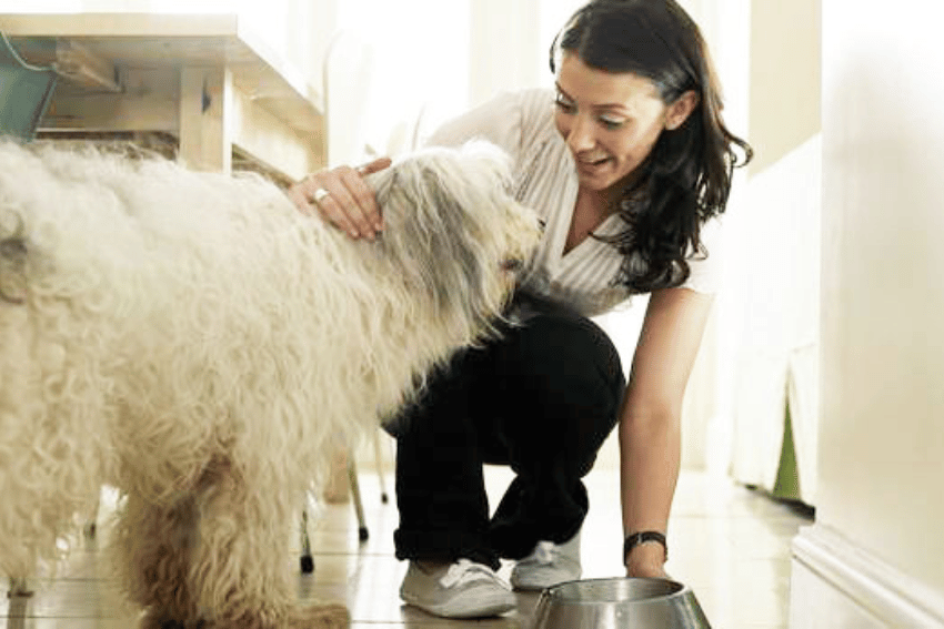A woman smiles while placing a food bowl on the floor for a large, fluffy dog in a bright kitchen. As part of her pet care services routine, she kneels and lightly pats the dog, who appears eager and attentive.
