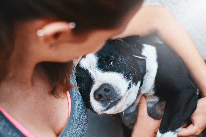 A person cuddles a black and white dog, who looks relaxed and content. Embraced in the warmth of Adelaide pet services, they capture a moment of pure affection, showcasing the love that thrives beyond just affordable pet boarding in adelaide