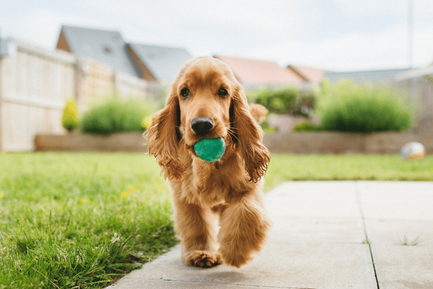 A brown cocker spaniel carries a green ball in its mouth while strolling on a patio, enjoying the outdoors at an affordable long-term pet boarding facility in Melbourne. In the background, there’s a grassy area with plants, blurred houses, and a clear sky.