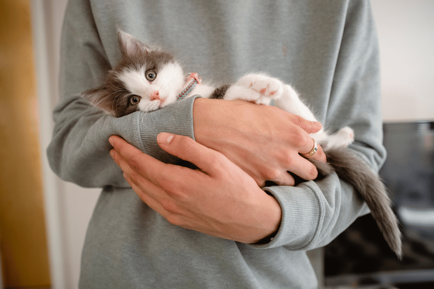 A small kitten with gray and white fur is cradled in a person's arms. The person, dressed in a gray sweatshirt, seems to be dreaming about affordable pet boarding options. The kitten looks up with wide eyes, appearing relaxed and cozy.