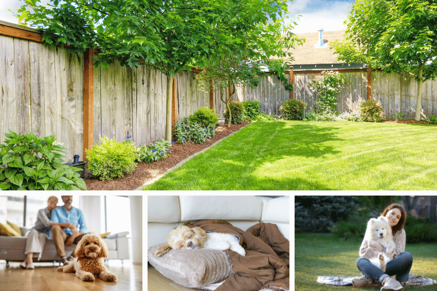 A green backyard with trees and plants; below, three images show small dogs indoors and outdoors with people, lounging on a blanket, sitting on a floor, and being held in a garden—perfect for affordable long-term pet boarding in Perth.