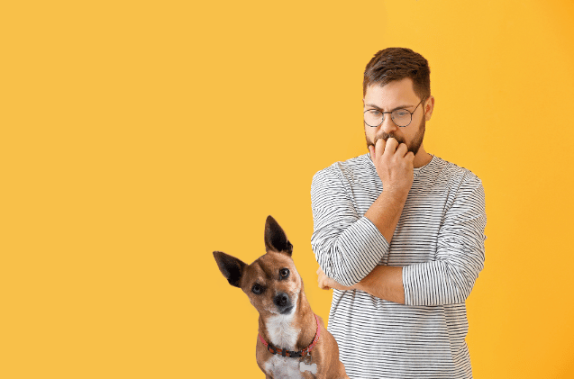 A man with glasses and a beard, wearing a striped shirt, ponders how to set up a pet business, his hand thoughtfully on his chin against a yellow background wondering about legal and insurance o pet sitters and dog walkers. A small dog with upright ears sits in front of him, looking towards the camera