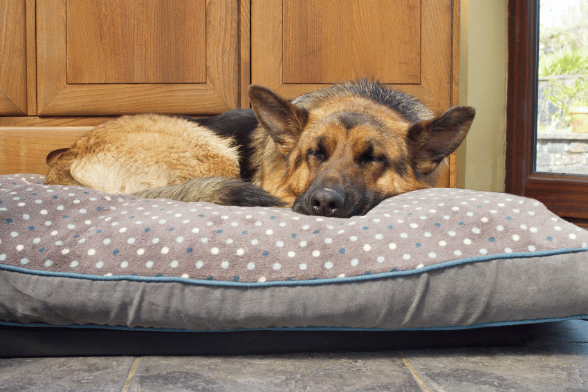 Best Dog Boarding in Sydney– Affordable & Convenient - petcloud