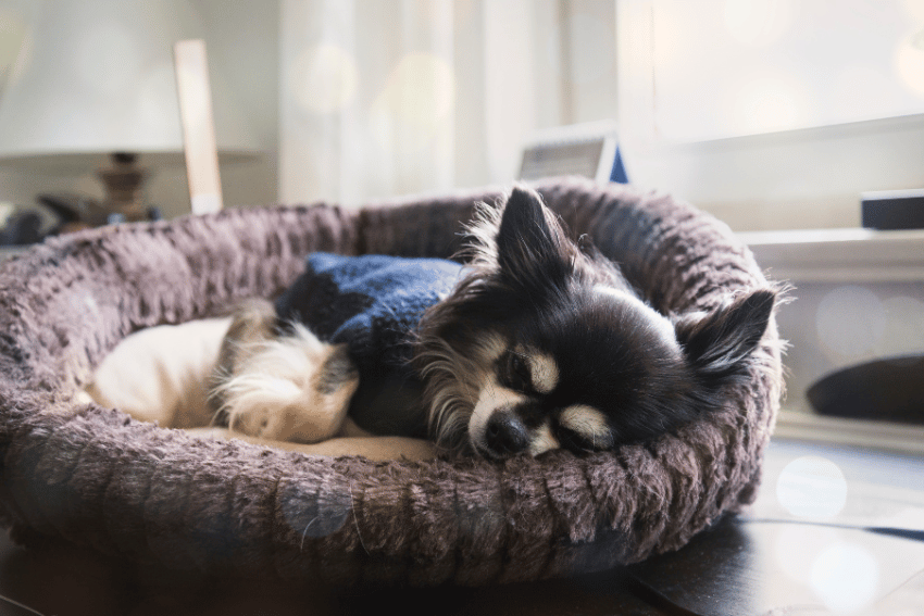 A small black and white dog wearing a sweater is sleeping peacefully in a round, fluffy brown pet bed by a sunlit window, dreaming of adventures at the best dog boarding in Sydney.