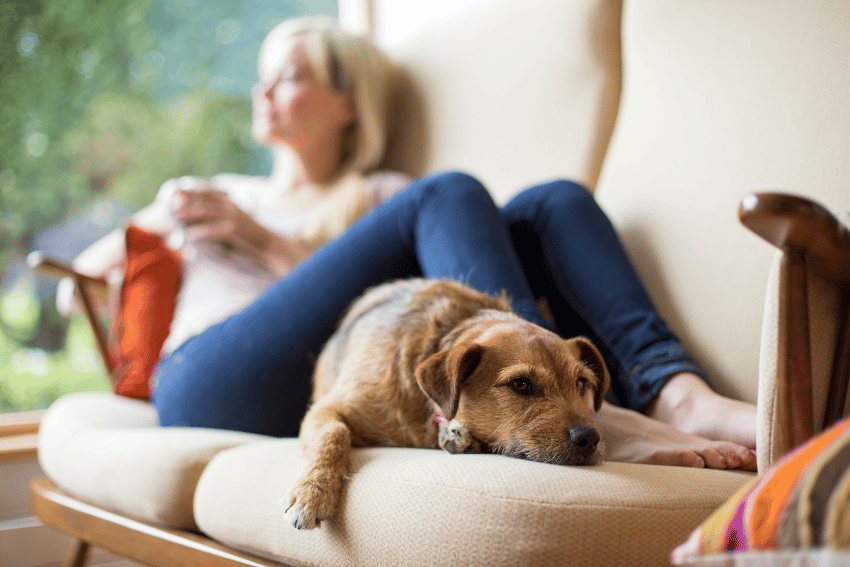 Best Dog Boarding in Sydney – Affordable & Convenient - petcloud