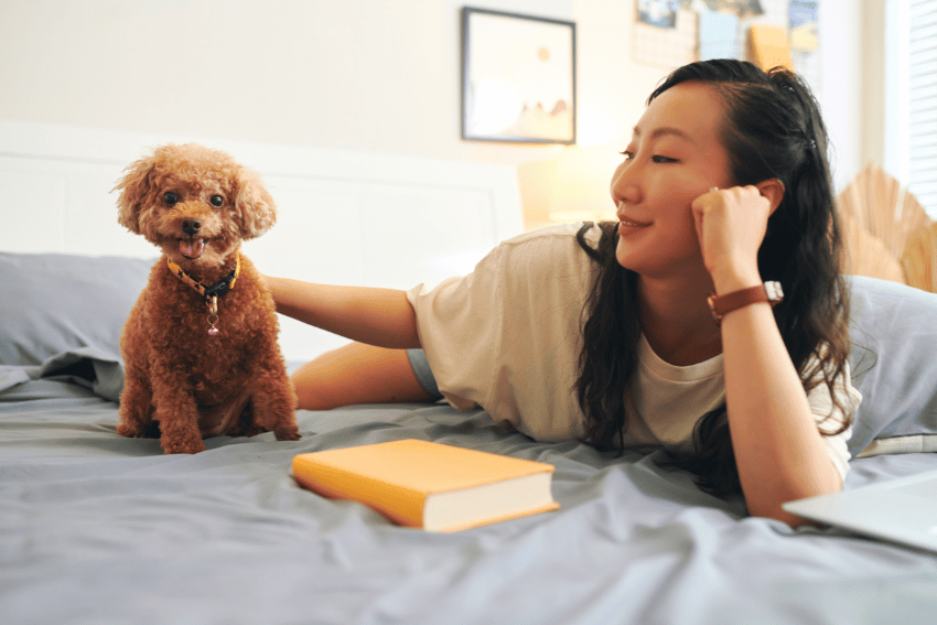 Best Dog Boarding in Sydney – Affordable & Convenient - petcloud