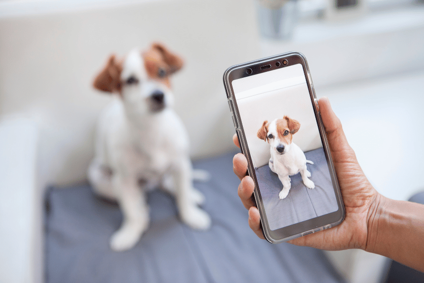 A hand holding a smartphone captures a photo of a small dog with brown and white fur. Sitting on a gray cushion, the dog looks toward the camera. If you're in town, this pup’s picture could guide you to the best dog boarding in Sydney, ensuring charm everywhere it roams.