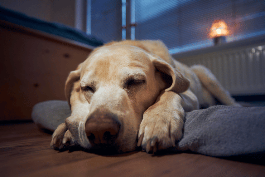 A yellow Labrador retriever is sleeping on a soft, dark gray mat indoors. The room is softly lit, with a warm glow from a lamp in the background and window blinds partially closed. The dog looks peaceful and relaxed, just like at the trusted dog care facility for affordable dog boarding nearby.