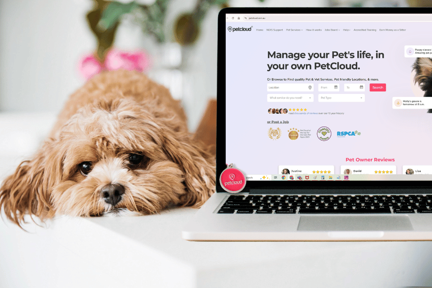 A fluffy brown and white dog rests its head on a white surface next to an open laptop displaying the PetCloud website, perfect for Dog Registration Melbourne and convenient services to easily register your dog.