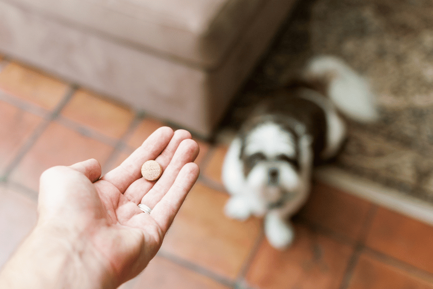 A hand holding two small round tablets with a dog sitting on the floor in the background, looking up at the person—perfect for briefing pet carers about administering medication.