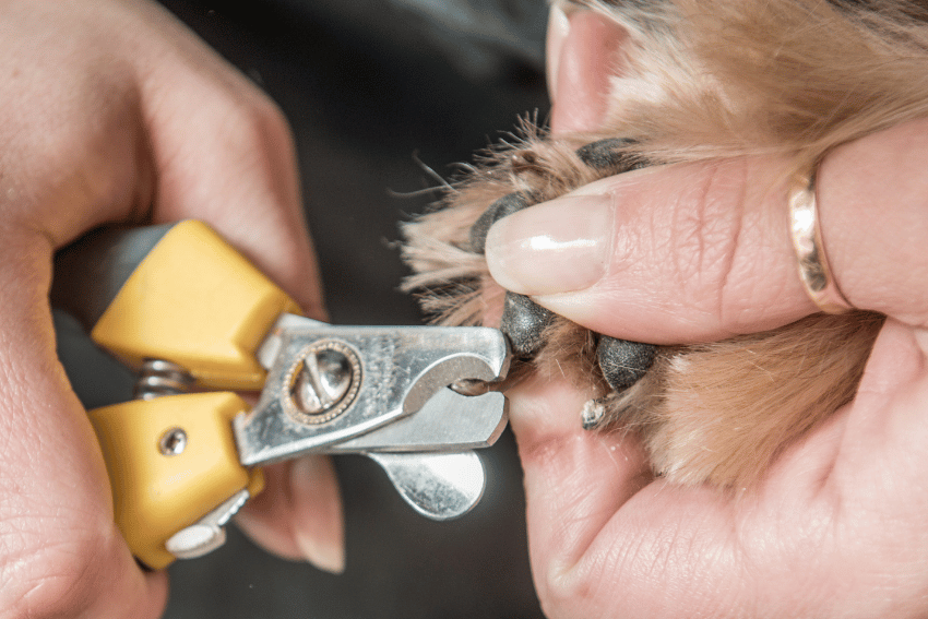 Close-up of a person using yellow pet nail clippers to gently trim a small dog’s black nails, following a Dog Nail Guide for stress-free dog grooming. The light brown pup's paw is held gently for comfort and precision.