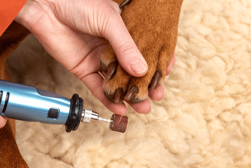 A person uses a blue electric nail grinder from a Dog Nail Guide to trim a brown dog's nails, holding the paw gently over a cream-colored, fuzzy surface for stress-free dog grooming.