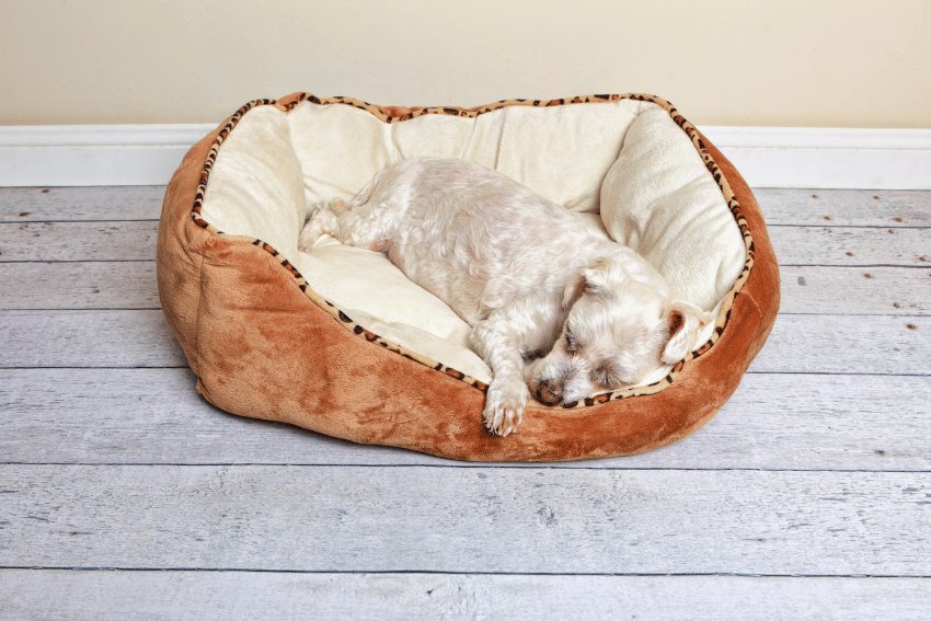 A small, light-colored dog is sleeping on its side in a plush, tan and cream dog bed with a cheetah-print trim—perfect for briefing pet carers about your pup’s favorite cozy spot on the light wooden floor against a beige wall.