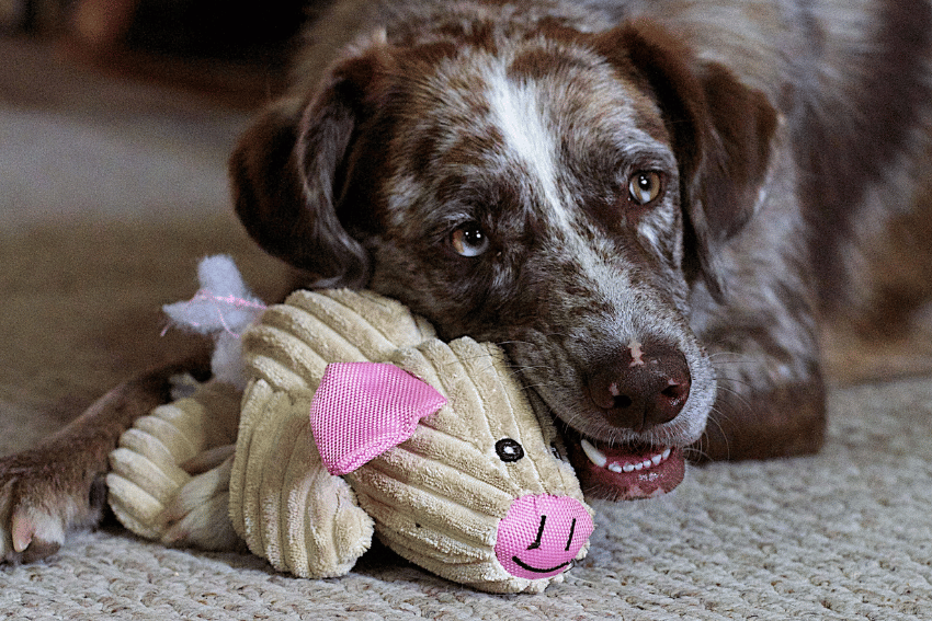 A brown and white dog lies on a carpet, resting its head on a plush pig toy. Perfect for briefing pet carers, this contented pup gently holds the toy in its mouth, looking completely relaxed and at ease.