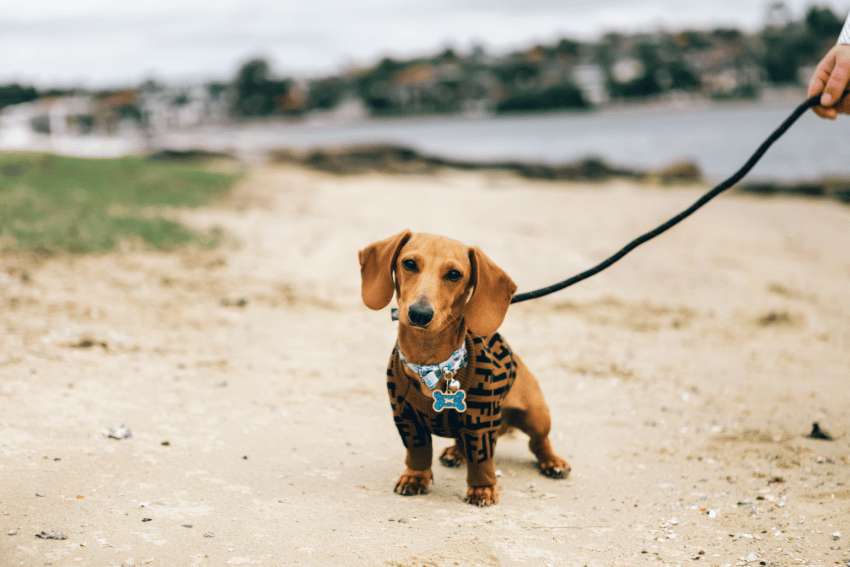 A small brown dachshund wearing a patterned harness stands on a sandy beach, looking at the camera while being held on a black leash—perfect for briefing pet carers about outdoor safety. The background shows blurred water and distant houses.