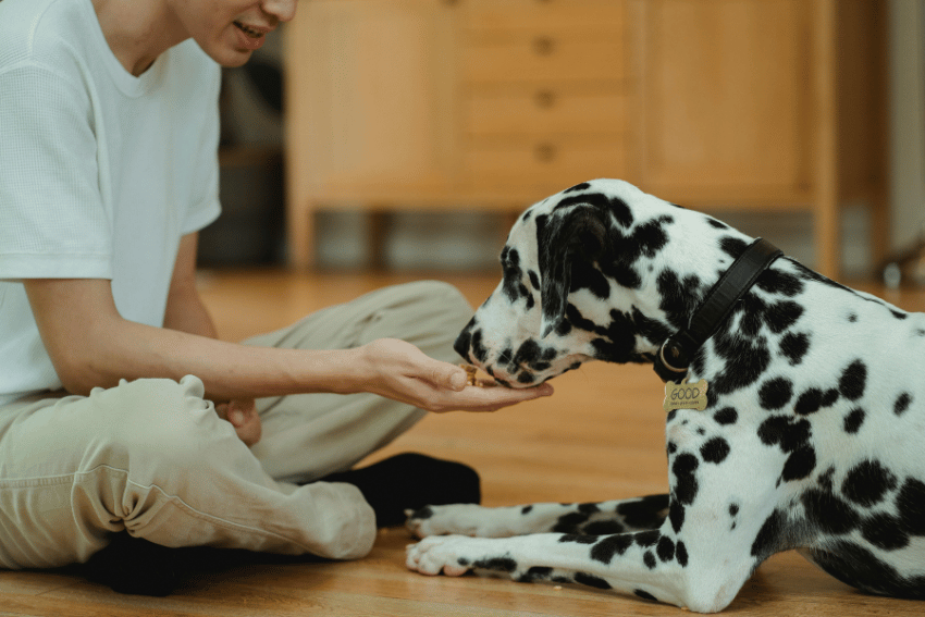 A person sitting on the floor offers their hand to a Dalmatian dog wearing a collar and tag. The dog, lying down in a cozy indoor setting, connects with their human—an ideal scene for briefing pet carers on gentle animal interactions.