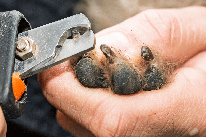 A close-up of a person holding a dog's paw while carefully trimming its dark nails with a pet nail clipper, showcasing stress-free dog grooming.