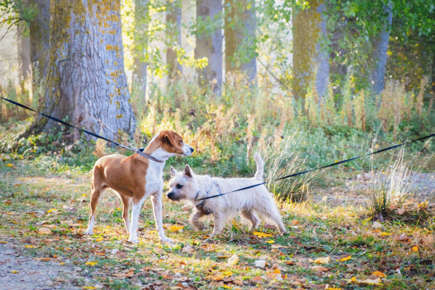 Two dogs on leashes walk along a forest path with autumn leaves, surrounded by tall trees and green foliage in soft morning light—perfect for briefing pet carers on scenic walking routes.