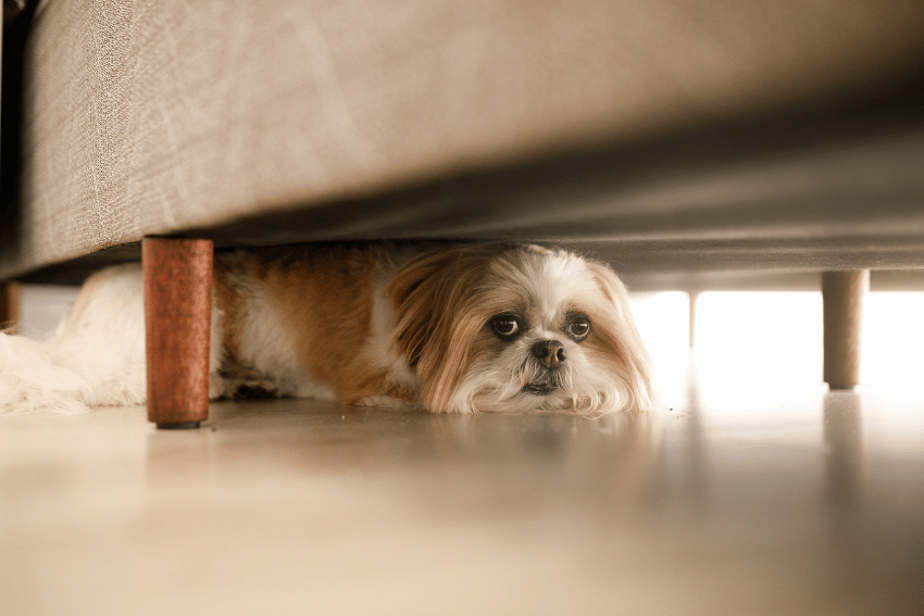 A small brown and white dog lies under a sofa on a shiny floor, looking out with a sad or anxious expression—an important detail to mention when briefing pet carers.