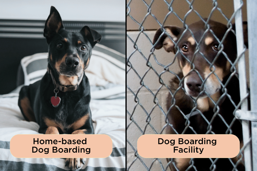 Split image: Left shows a dog on a bed labeled "Home-based Dog Boarding," while the right features a dog behind a chain-link fence labeled "Dog Boarding Facility"—highlighting dog boarding pros and cons to help you prepare your pup for long-term stays.