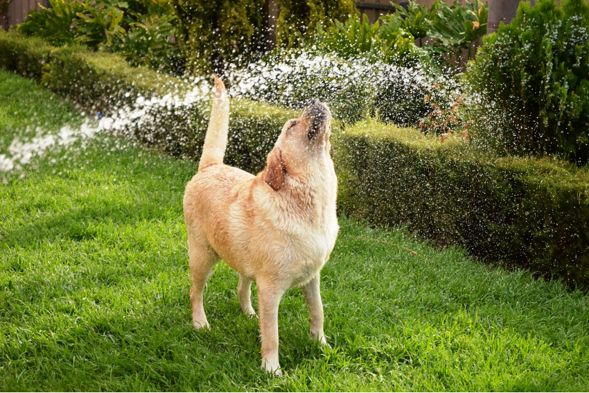 best dog boarding sydney, affordable dog boarding, petcloud