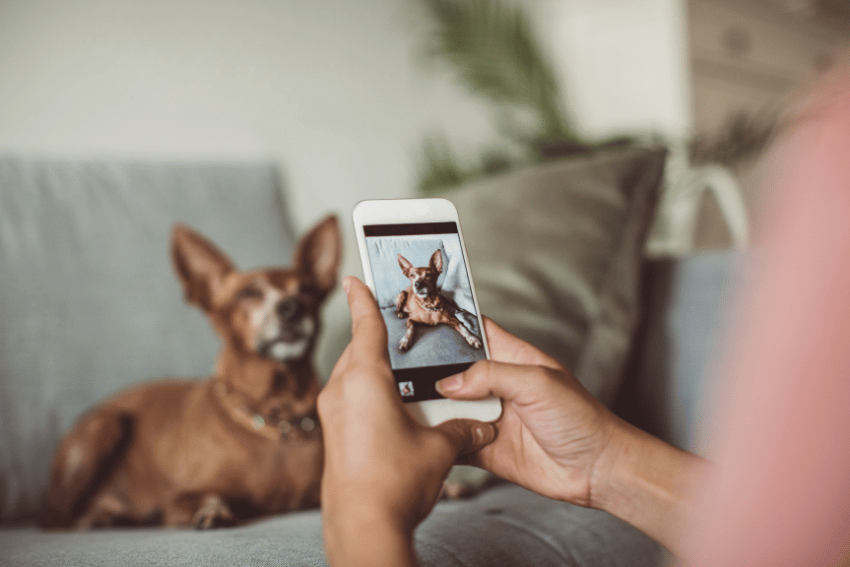 best dog boarding sydney, affordable dog boarding, petcloud