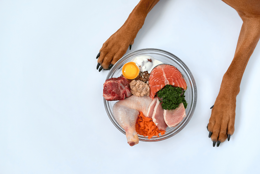From a dog’s perspective, front paws frame a bowl filled with salmon, chicken drumstick, beef, egg yolk, greens, carrots, and yogurt—showcasing the gourmet meals offered by luxury dog boarding in Sydney.