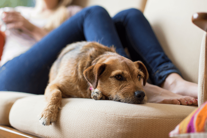 A brown dog lies on a beige couch, resting its head on the cushion, while a person sits behind it in blue jeans holding a mug—just like home with long term affordable dog boarding Sydney.