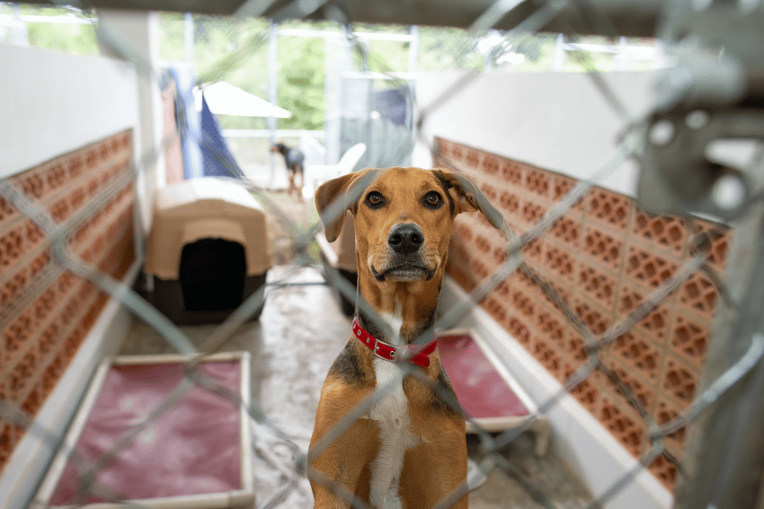 A brown and black dog with a red collar stands behind a chain-link fence in an animal shelter, looking through the fence. Dog beds and a kennel are visible in the enclosure, similar to long term affordable dog boarding Sydney facilities.
