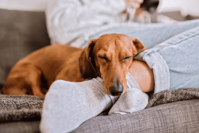 best dog boarding sydney, affordable dog boarding, petcloud