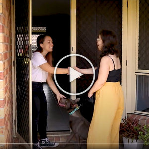 Two women greet each other with a handshake at a doorway while a gray dog—who looks ready for the Best Luxury Dog Boarding in Sydney—stands between them. One woman wears a white top and jeans; the other wears a black top and yellow pants.
