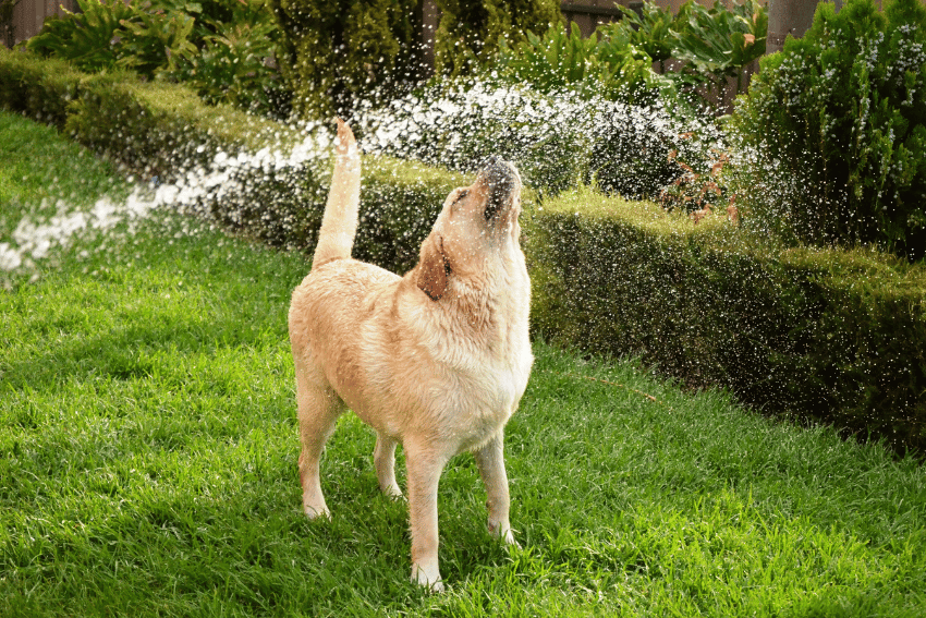 best dog boarding brisbane, affordable dog boarding, petcloud